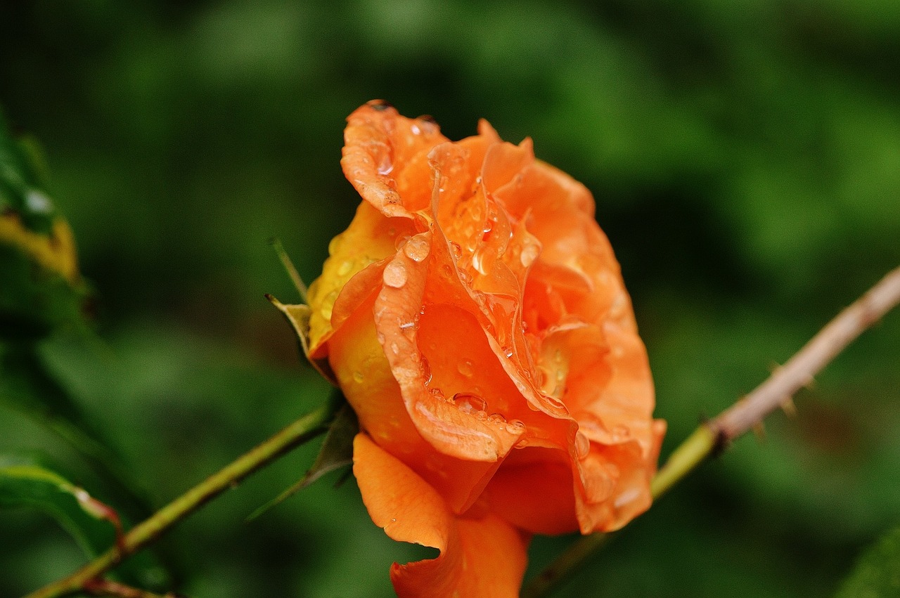 rose plant drop of water free photo