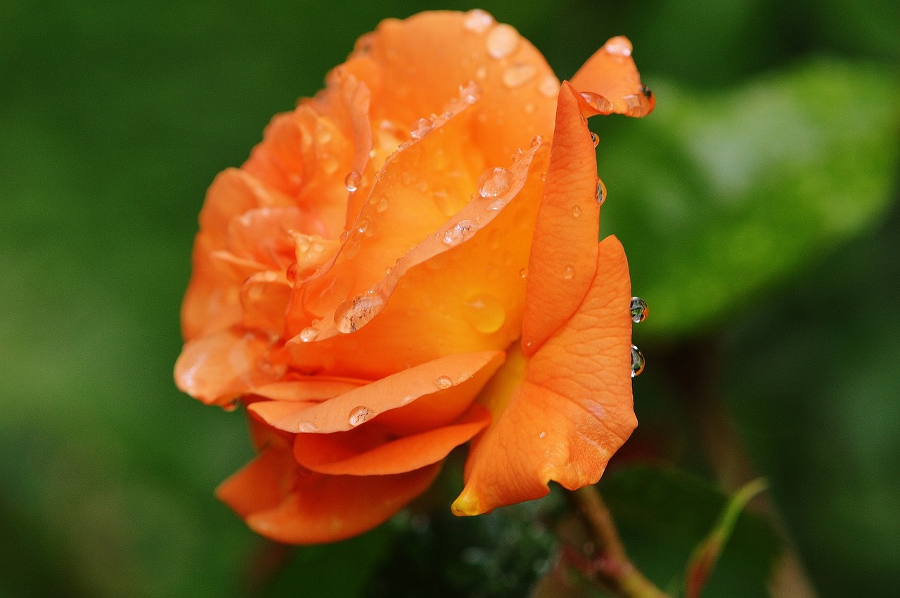 rose plant drop of water free photo