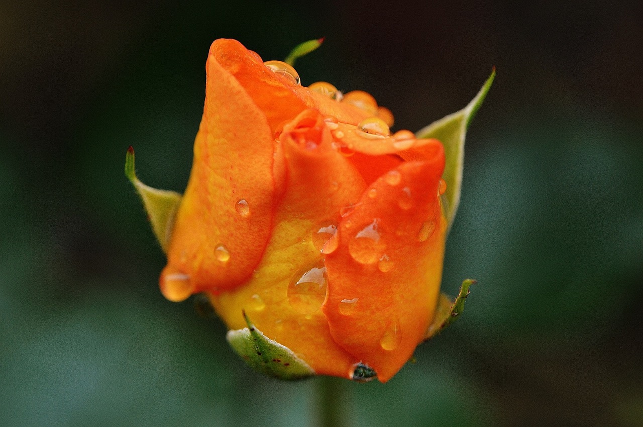 rose plant drop of water free photo