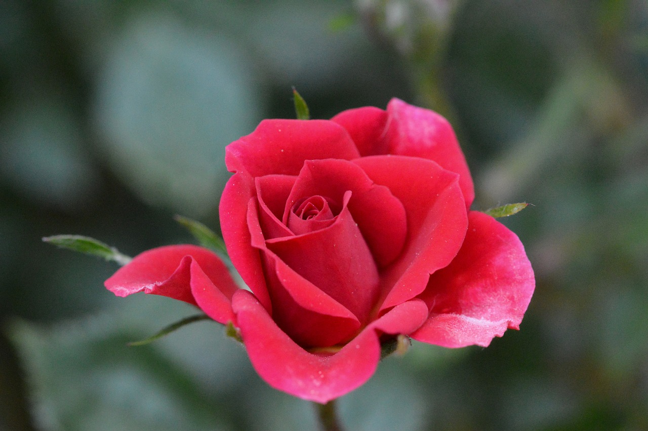 rose flower buds red free photo