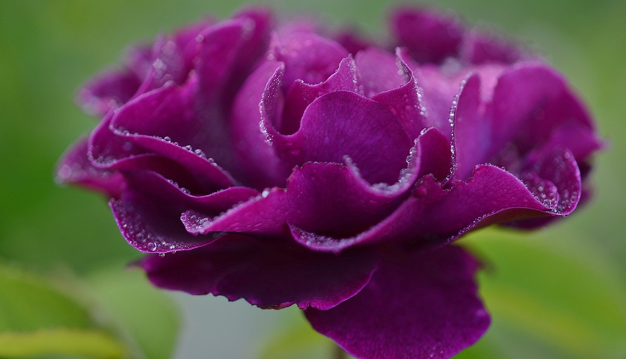 rose purple flower free photo