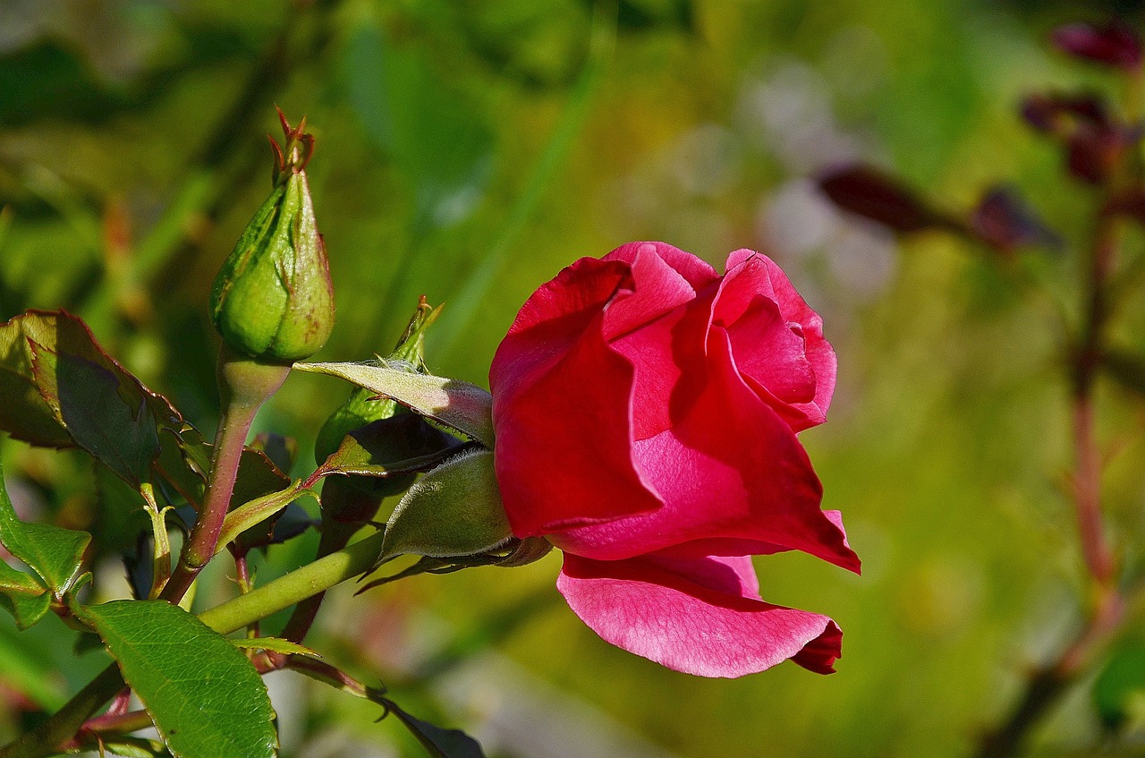 Rose,flower,red,summer,plant - free image from needpix.com