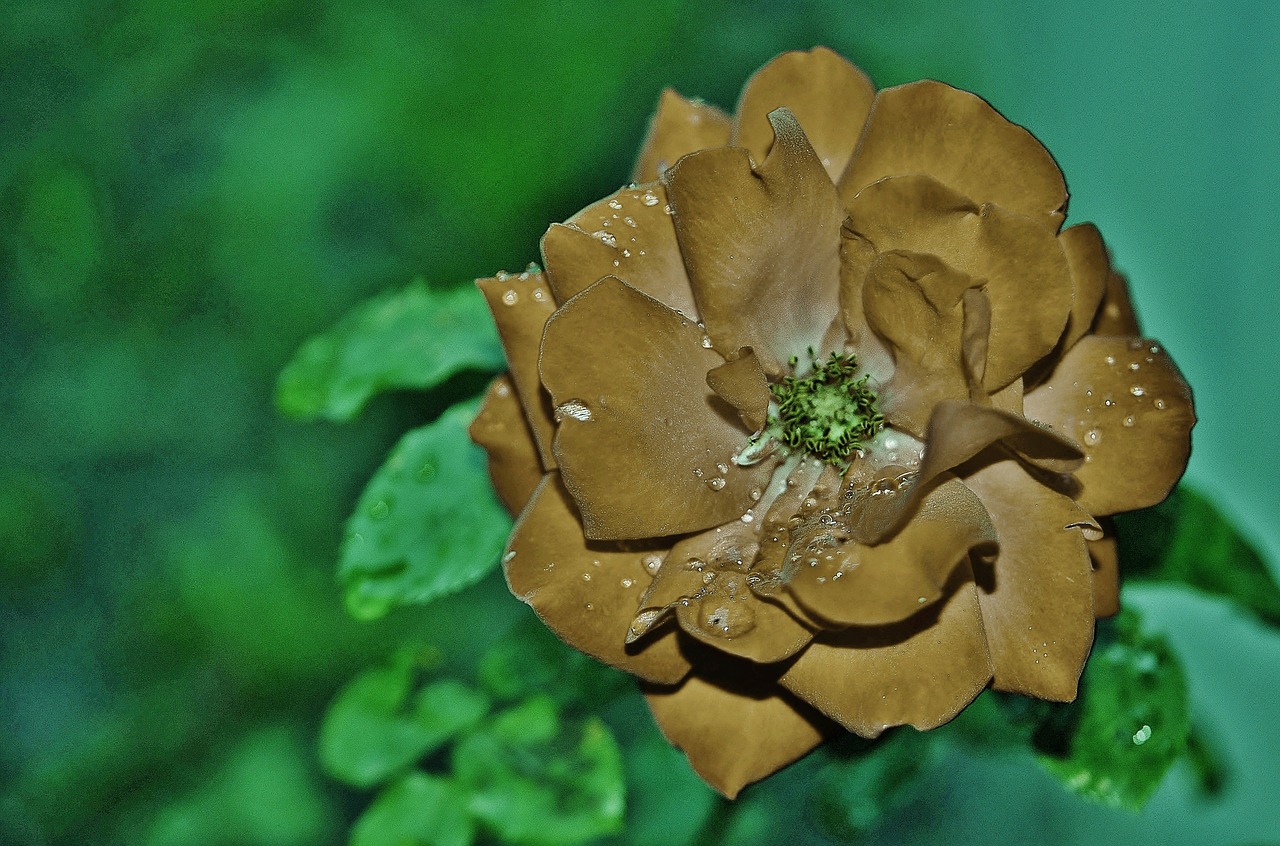 rose green flower free photo