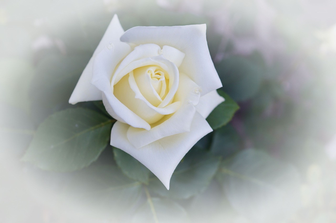 rose white nature flower free photo