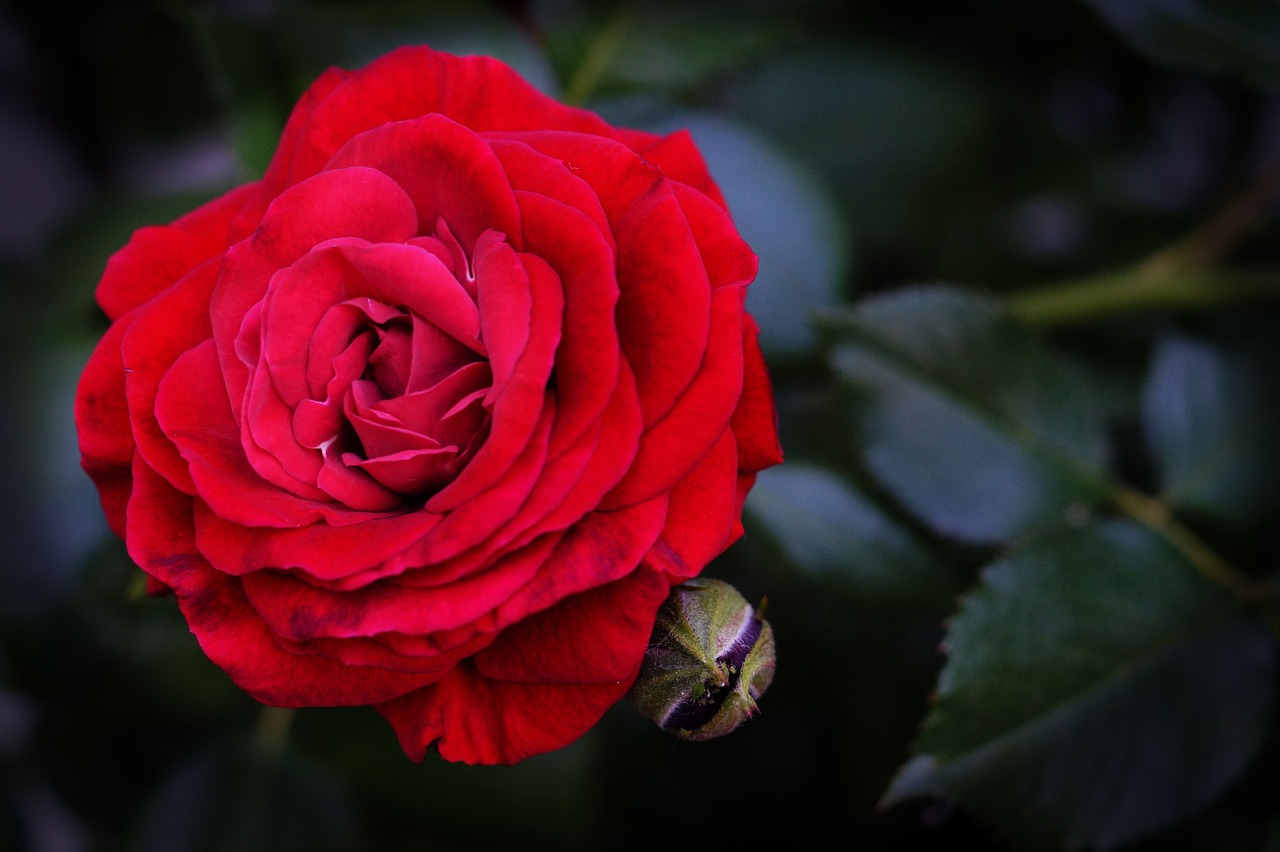 rose red flower free photo