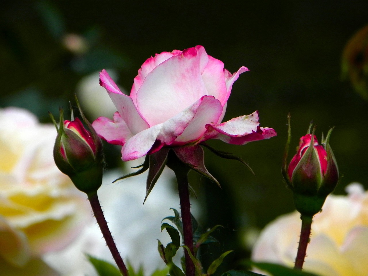 rose flower pink free photo