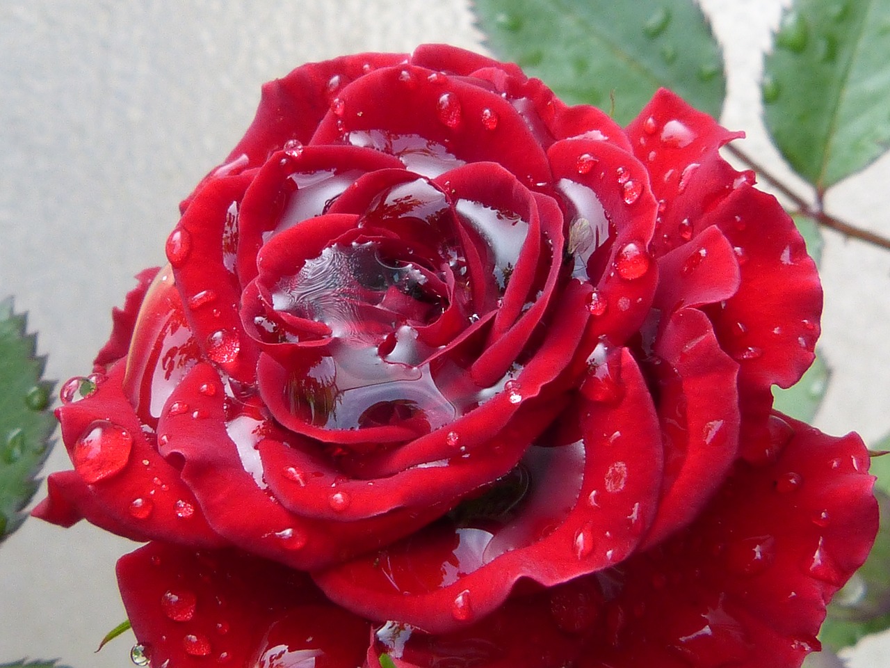 rose red red rose free photo