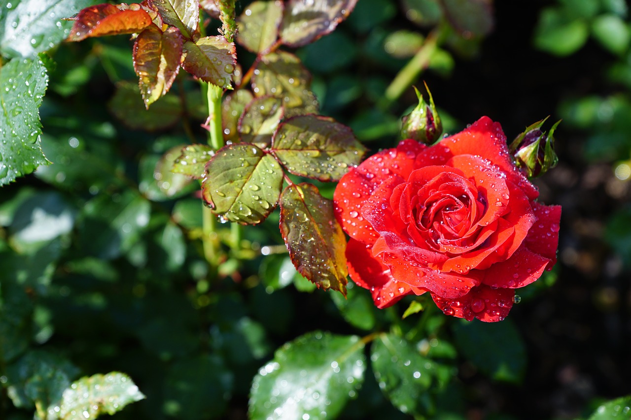 rose flower nature free photo