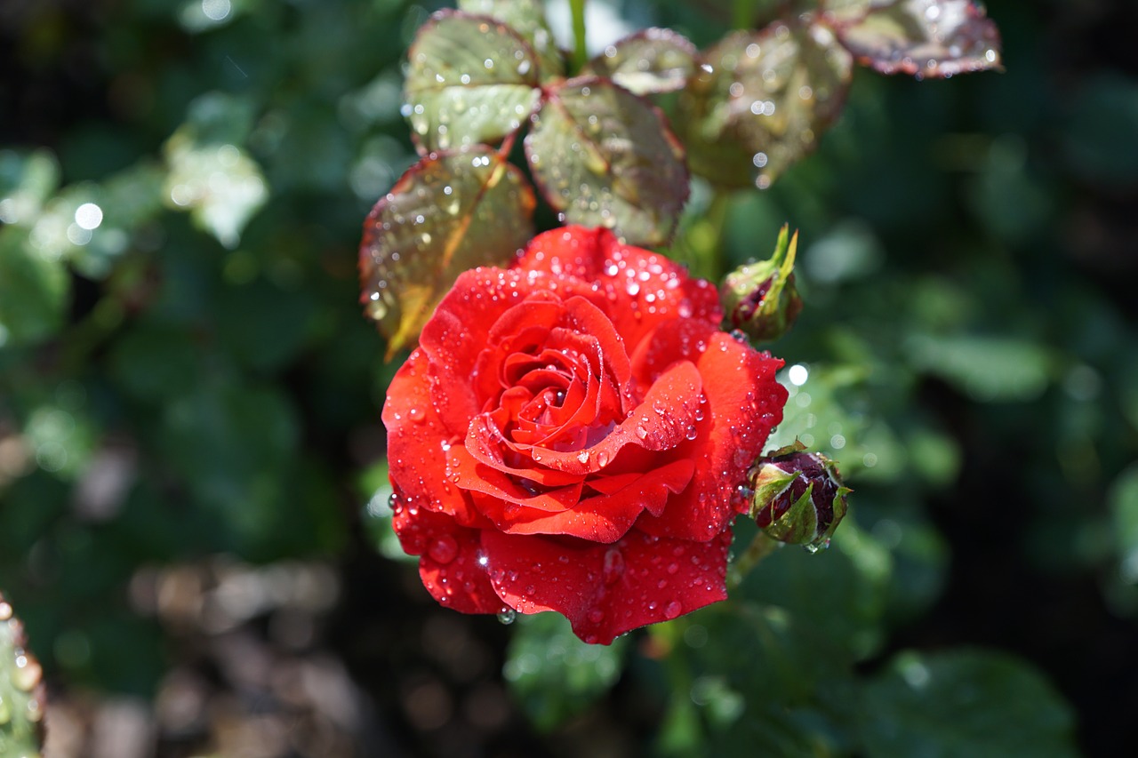 rose flower nature free photo