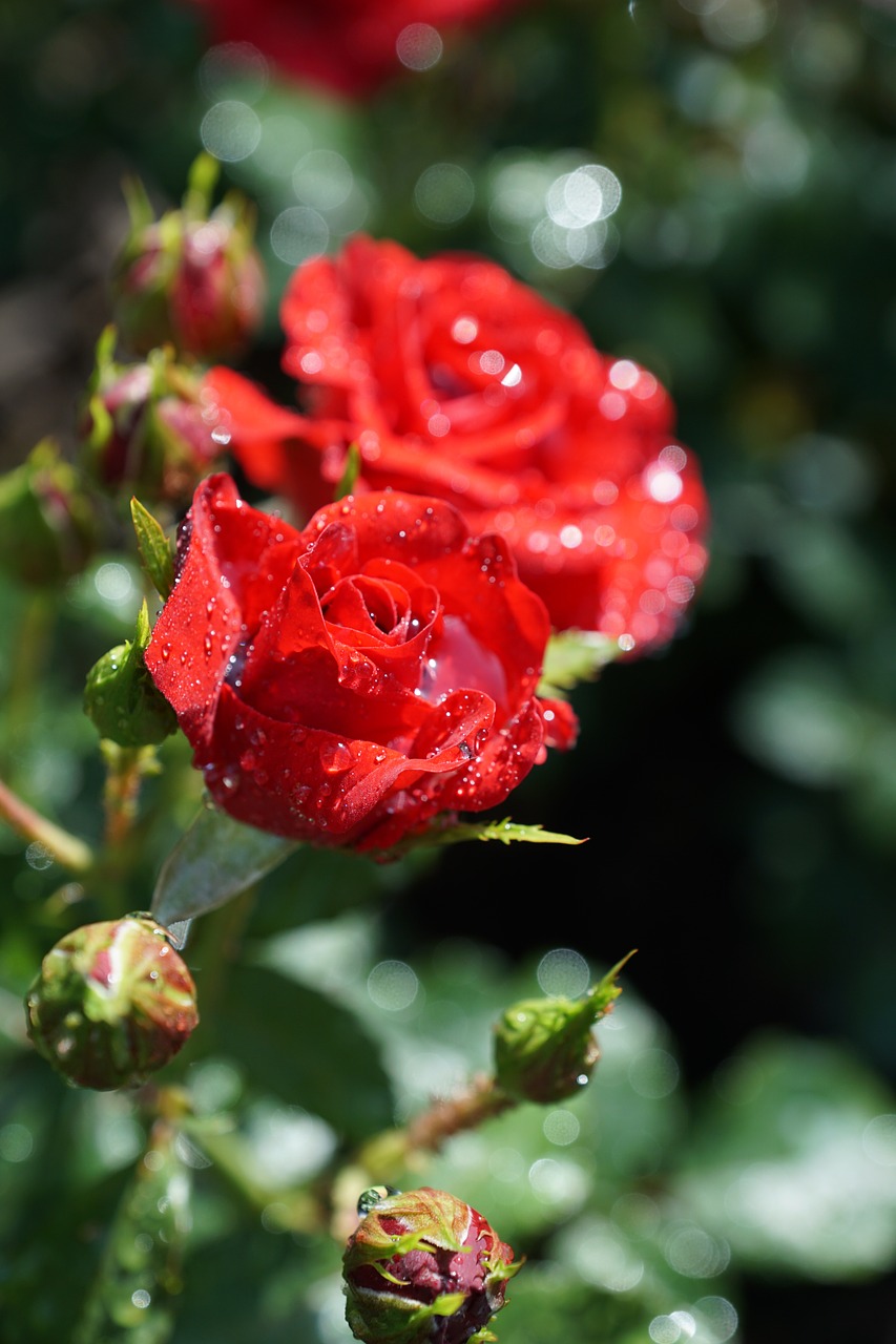 rose flower nature free photo