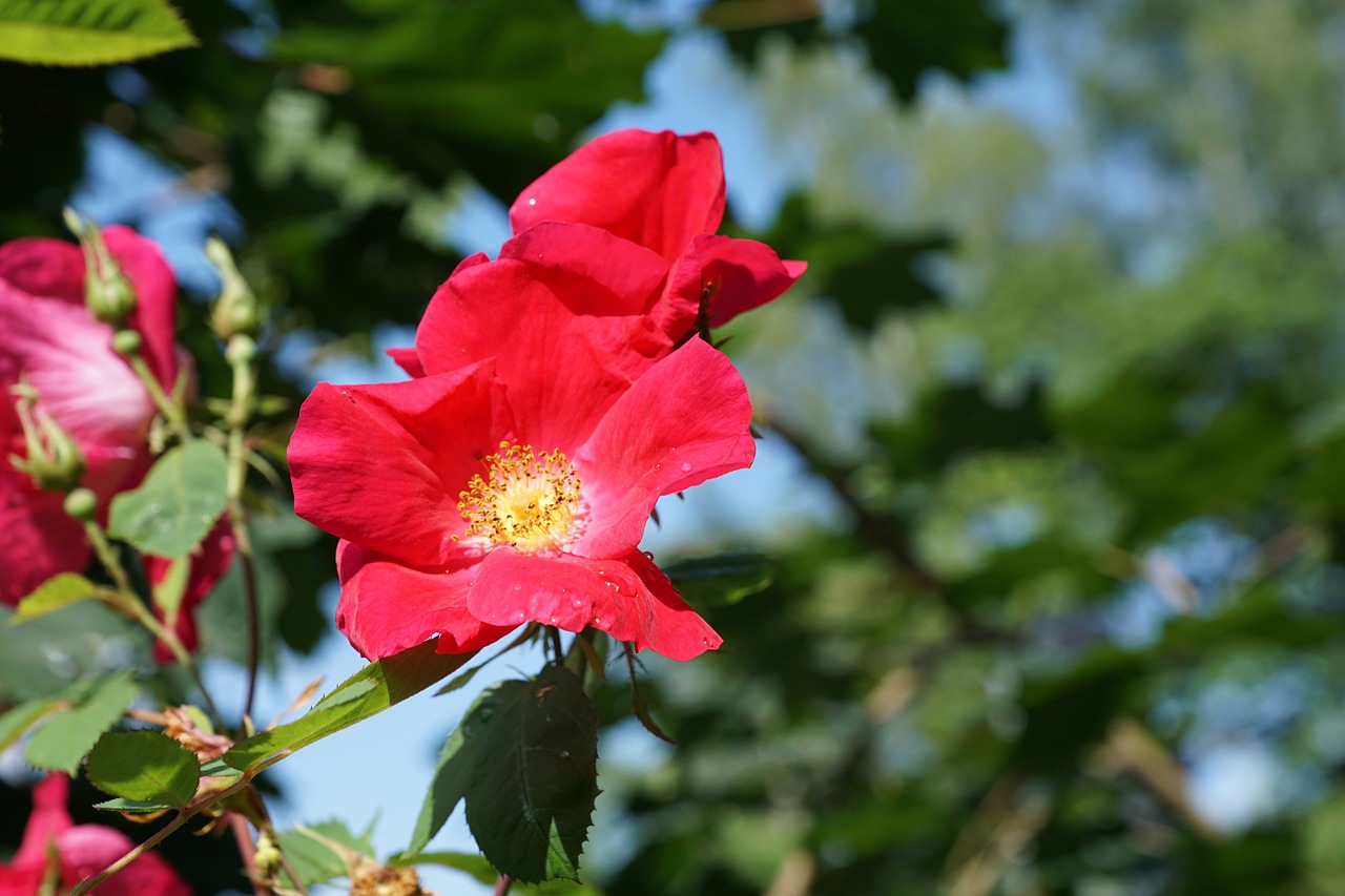 rose flower nature free photo