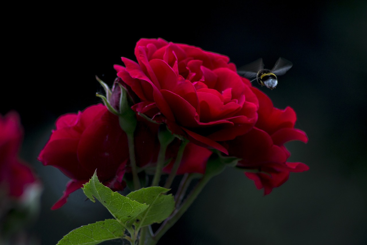 rose bee fly free photo