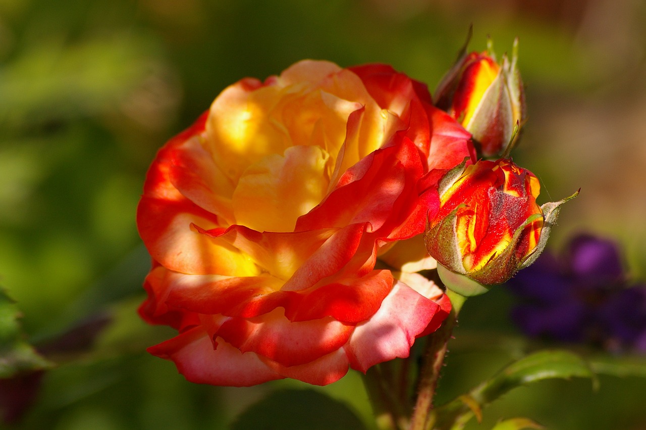 rose bud rumba free photo