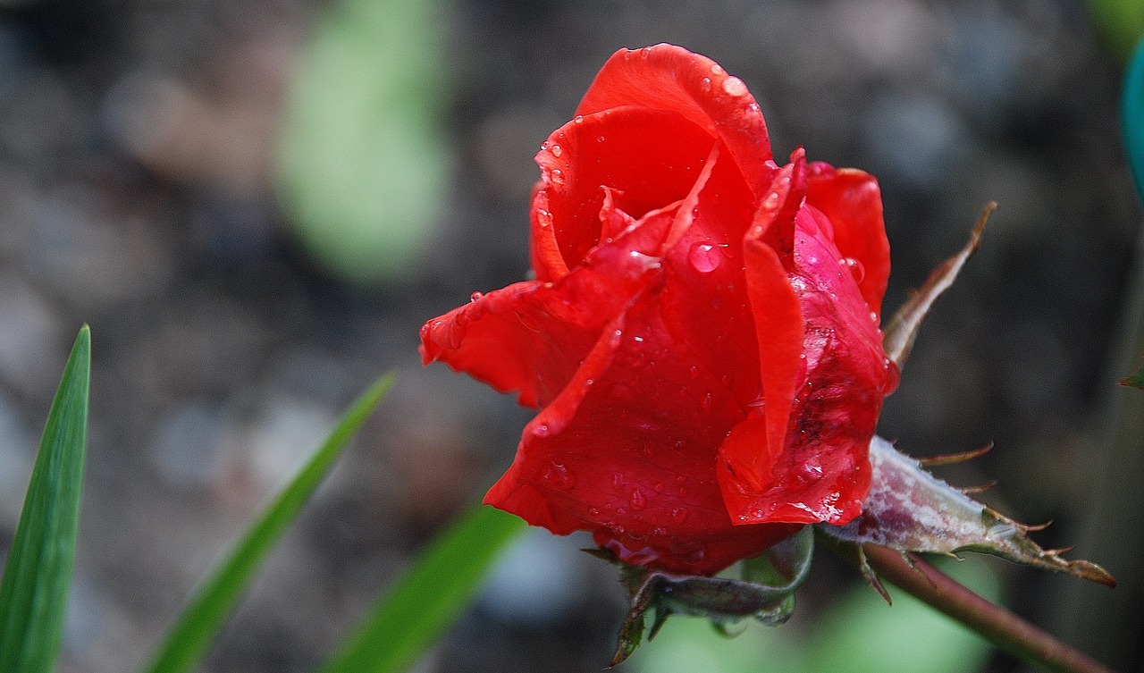 rose red flower free photo