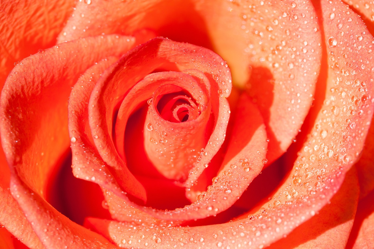 rose composites blossom free photo