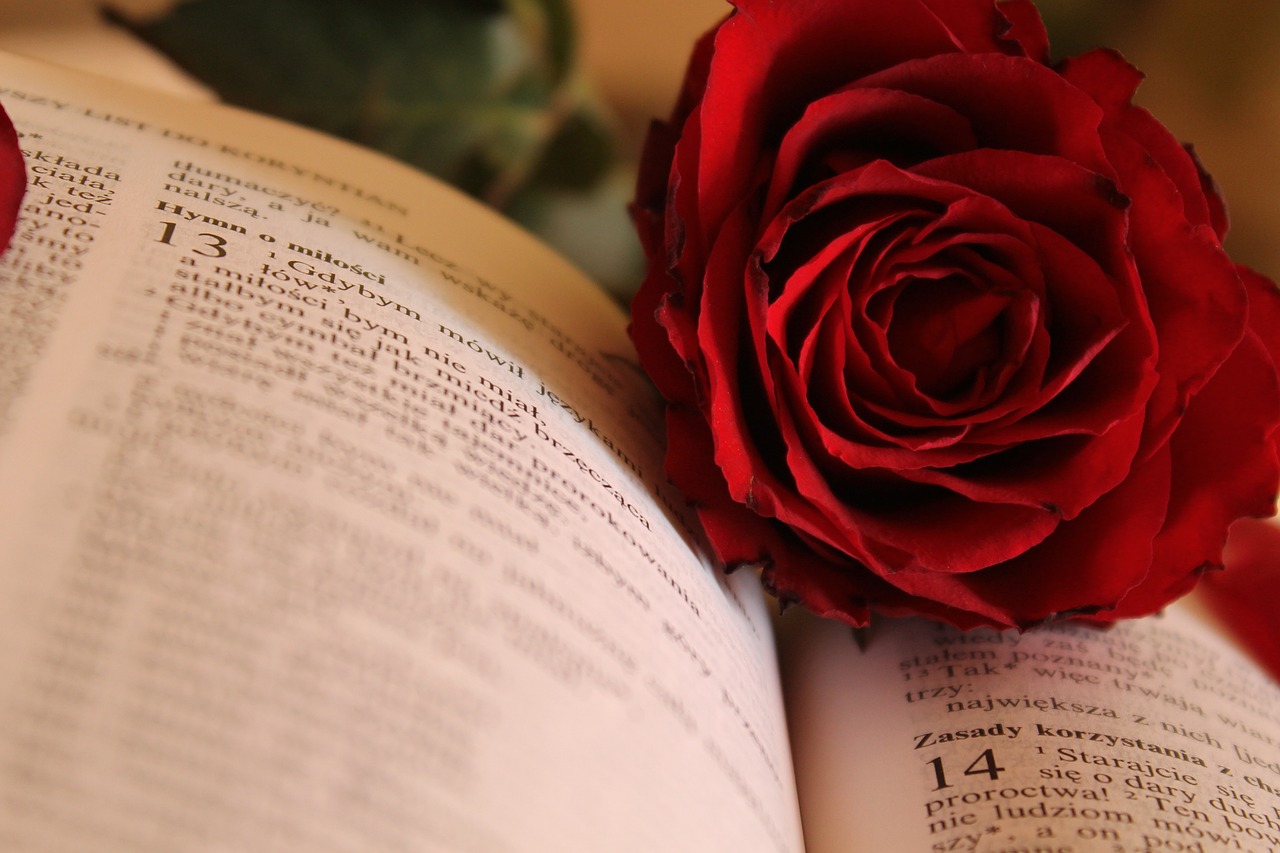 rose paper the scriptures free photo
