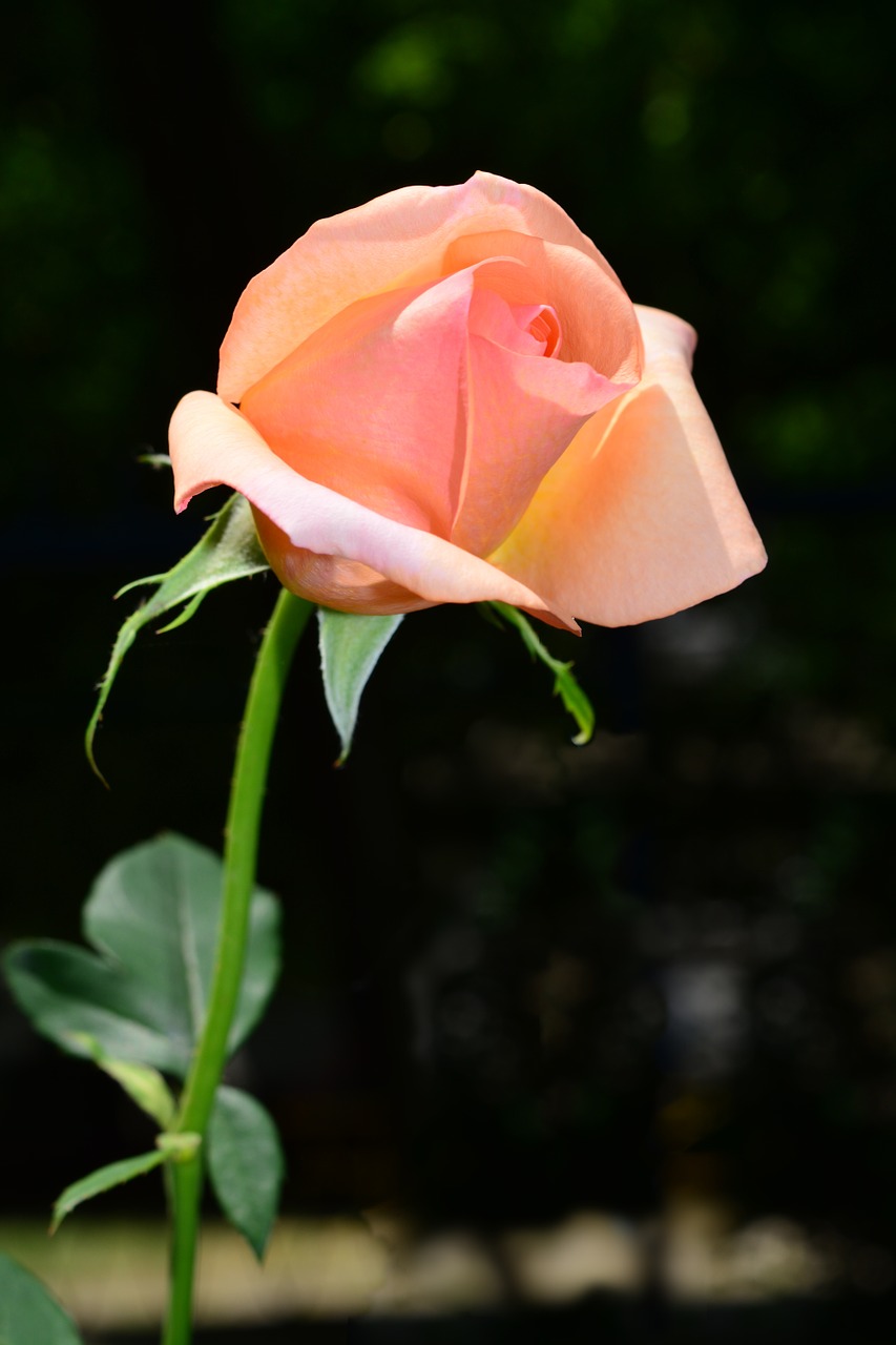 rose flower blossom free photo