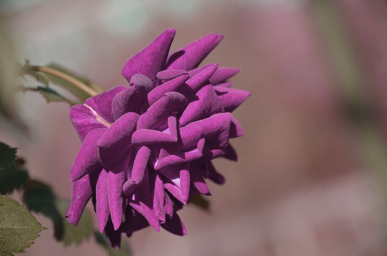 rose purple nature free photo