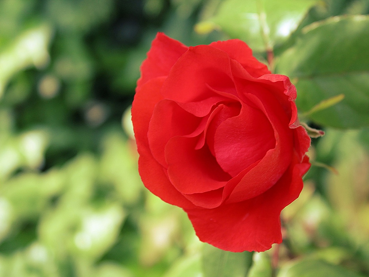 rose red garden free photo