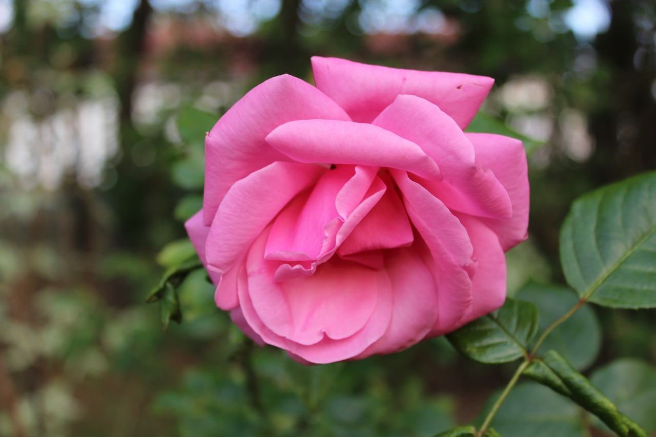 rose flowers plant free photo