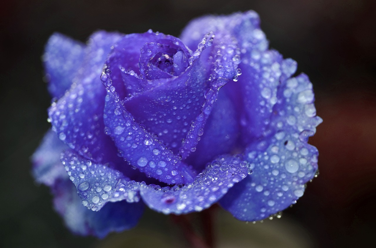 rose blue flower free photo