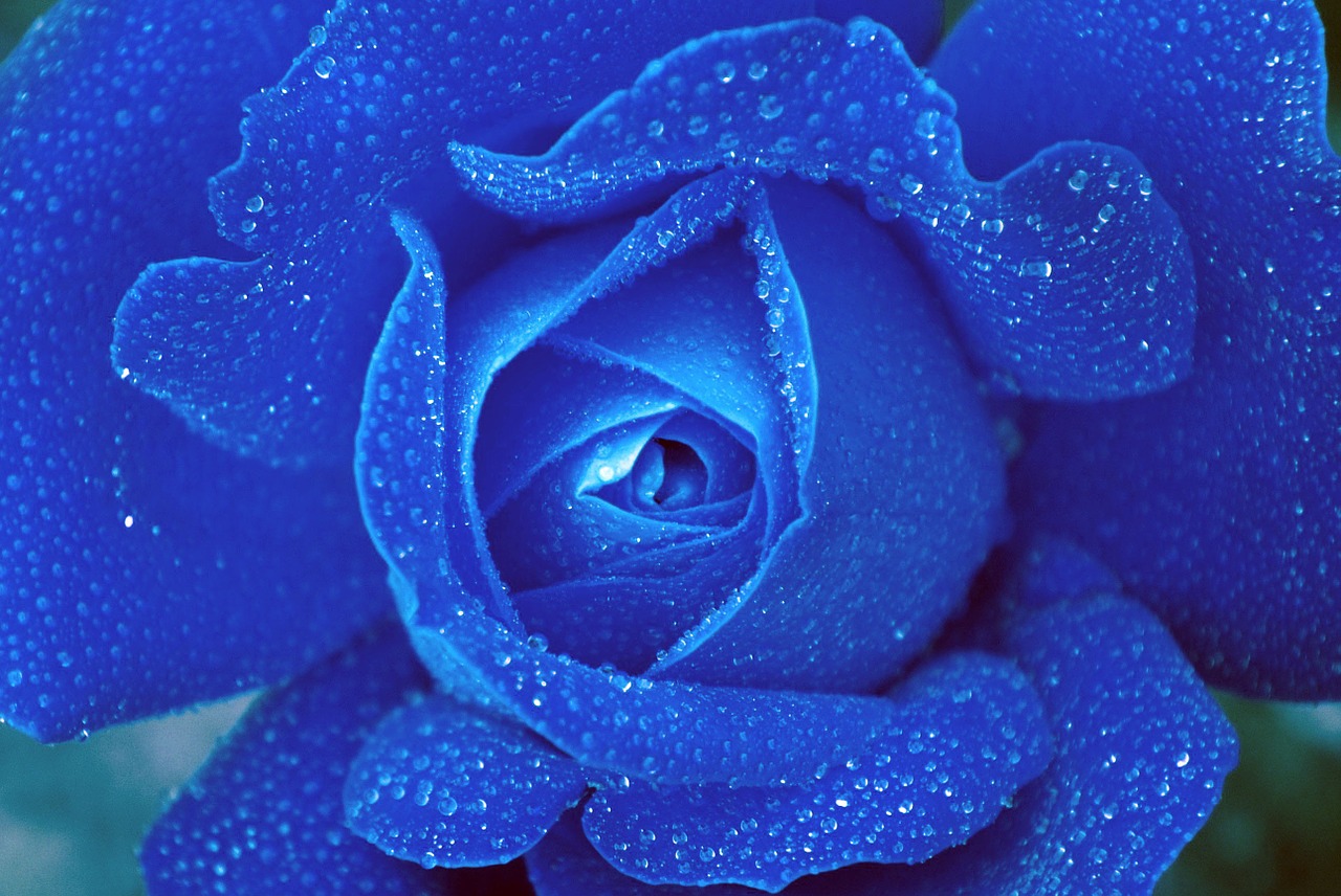 rose blue flower free photo