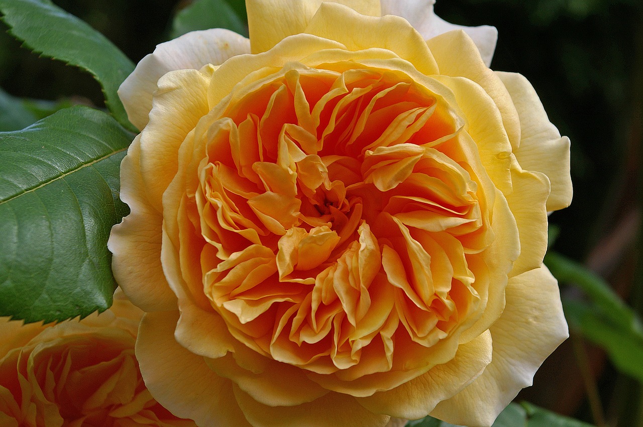 rose crown princess margareta english rose free photo