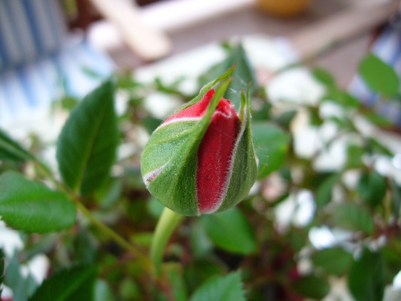 rose red flower buds free photo