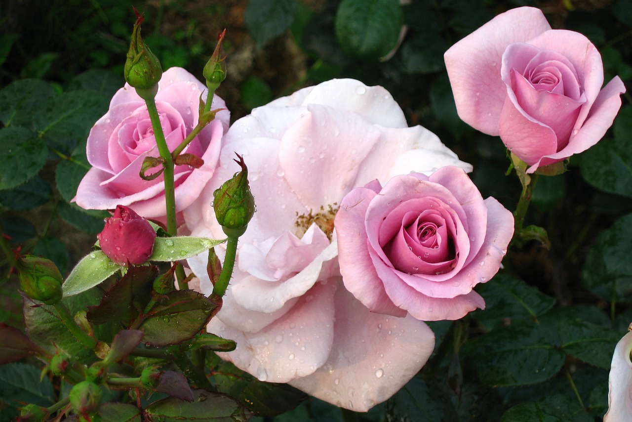 rose flowers wildflower free photo