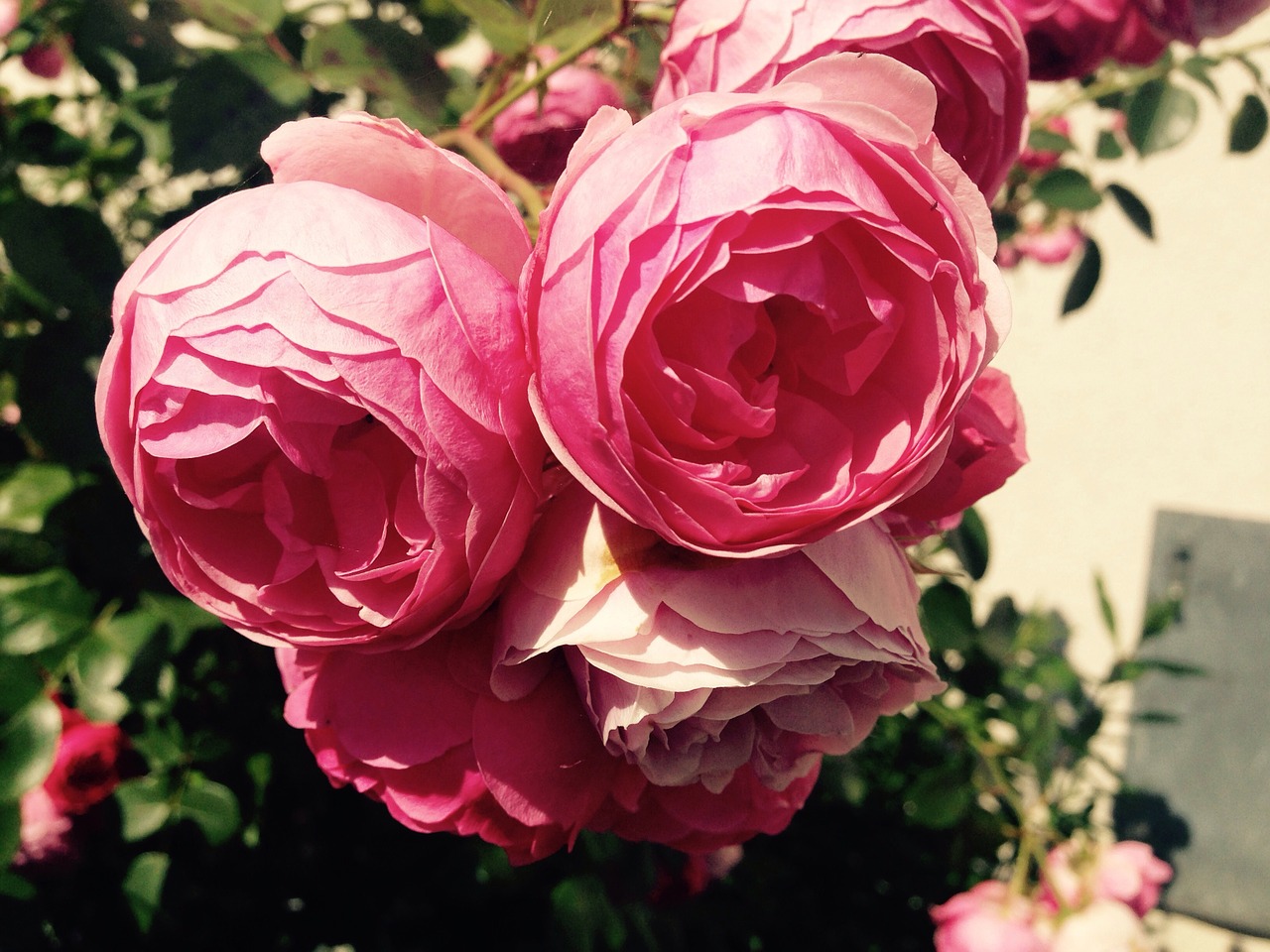 rose flower pink free photo