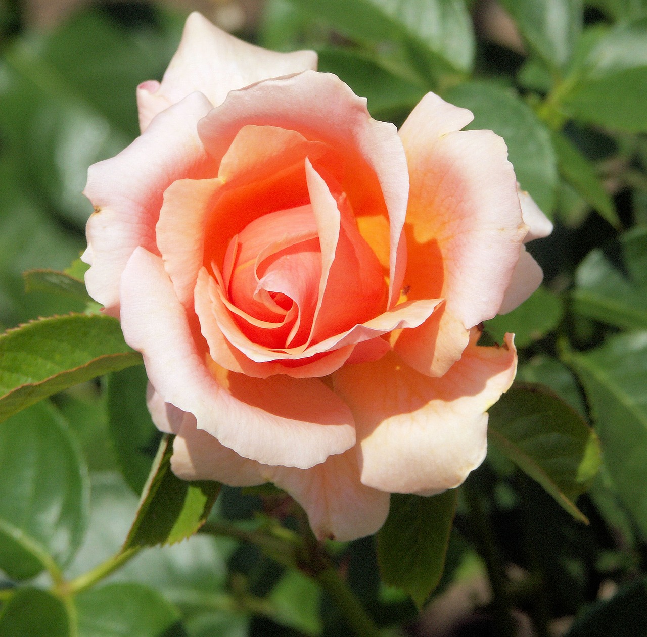 rose flower bush free photo