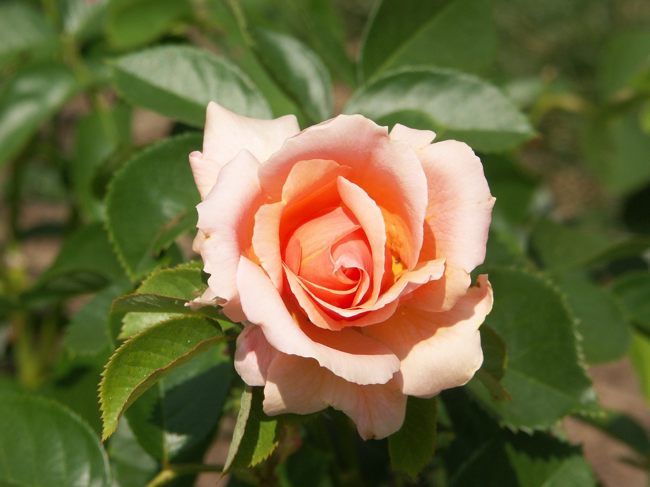 rose plant bush free photo