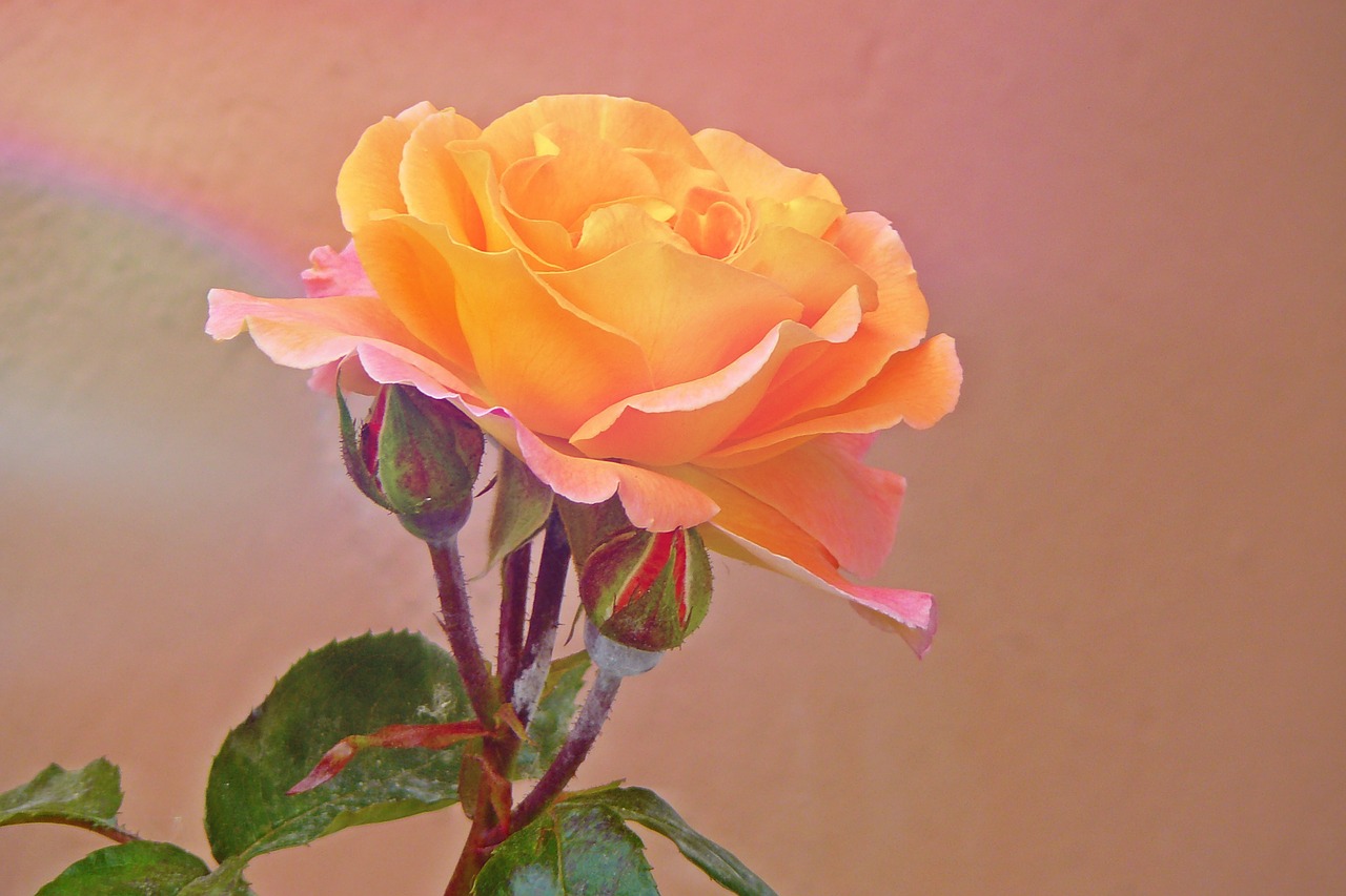 rose flower blossom free photo