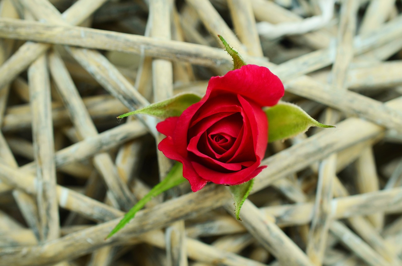 rose red rose braid free photo