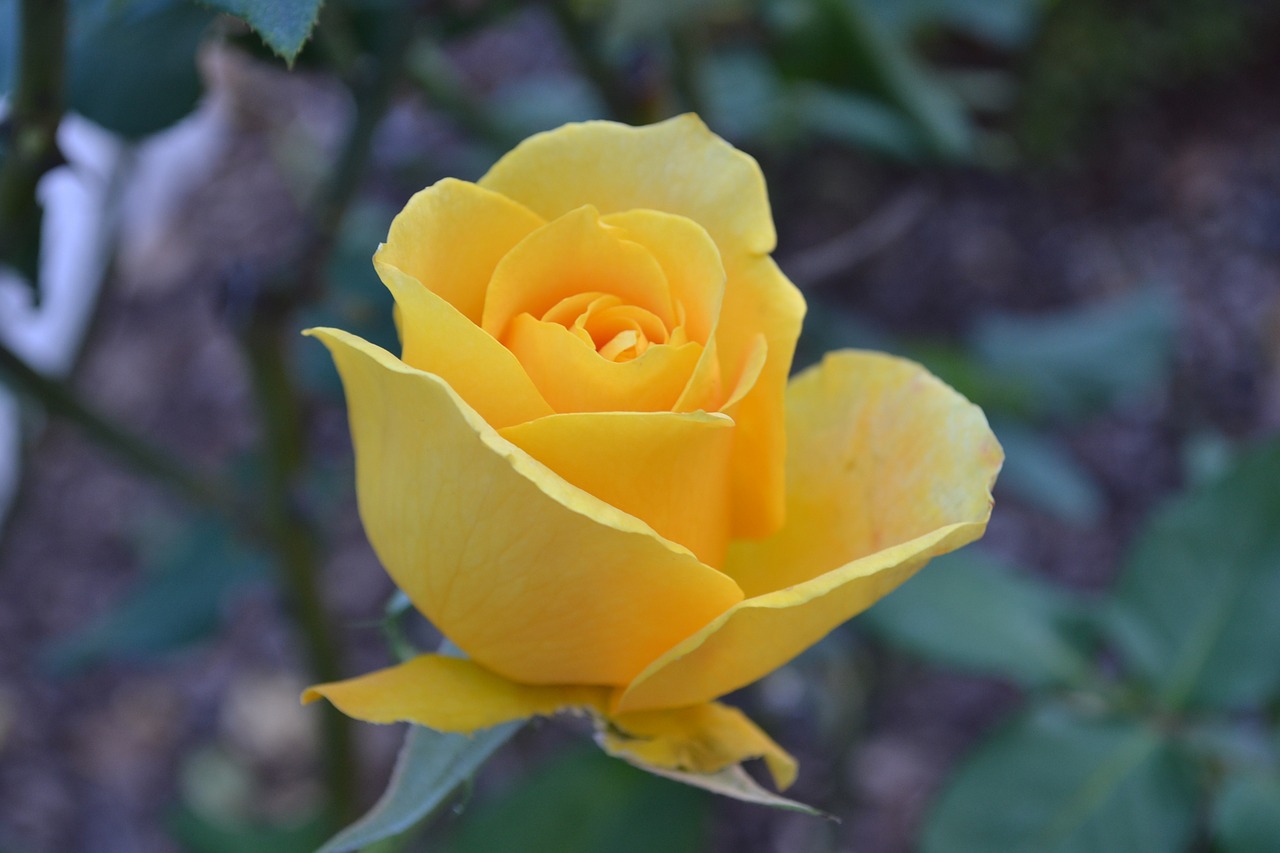 rose yellow bloom free photo