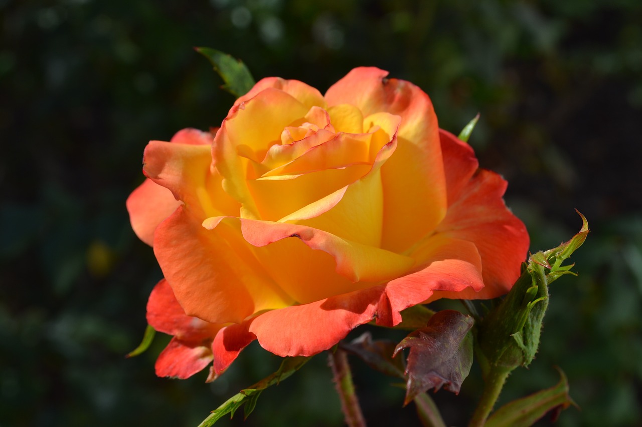 rose orange bloom free photo