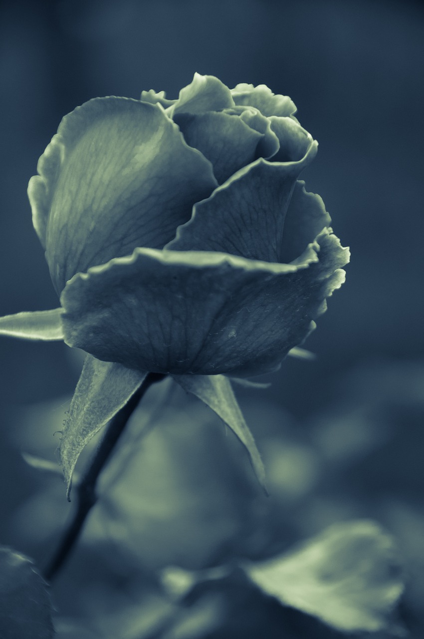 rose leaves isolated free photo