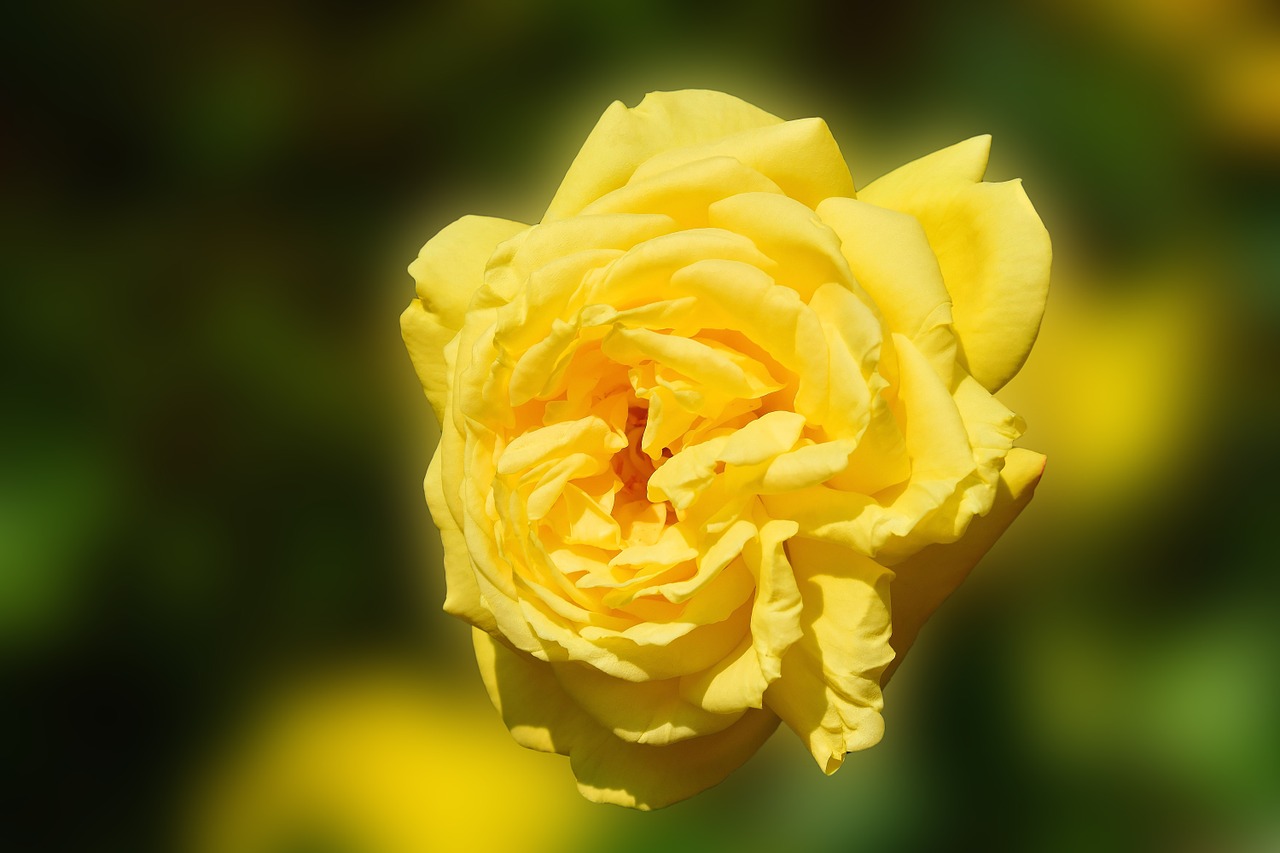 rose yellow yellow rose free photo