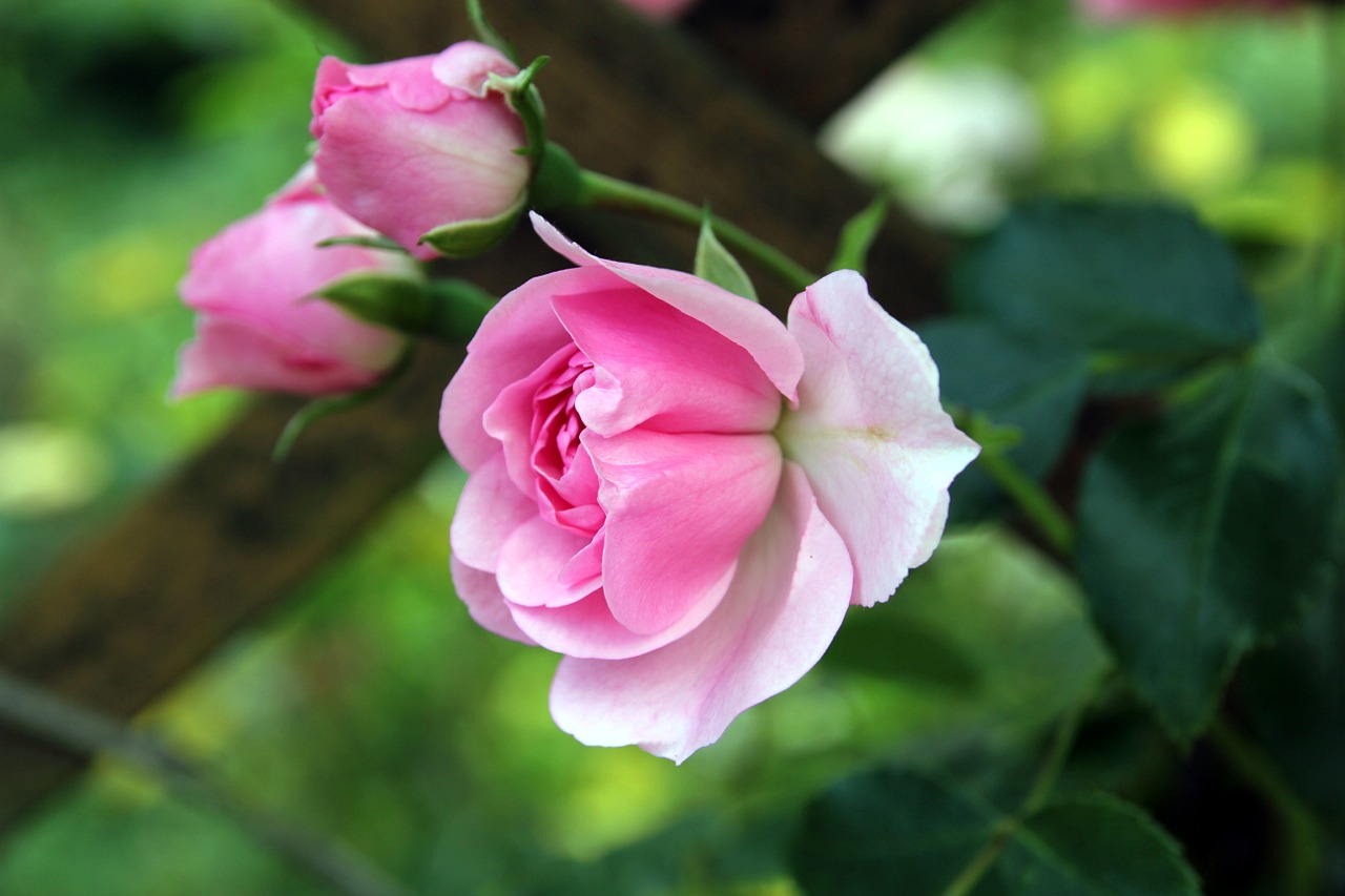 rose bud flowers free photo