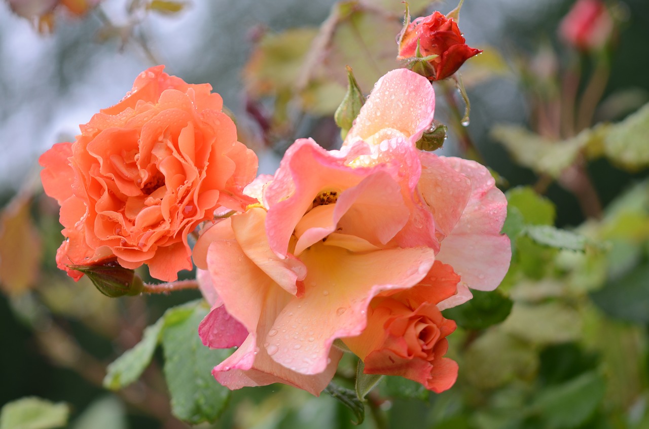 rose orange floral free photo