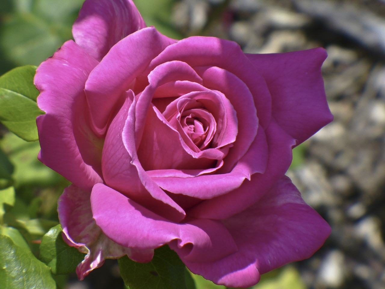 rose pink flower free photo