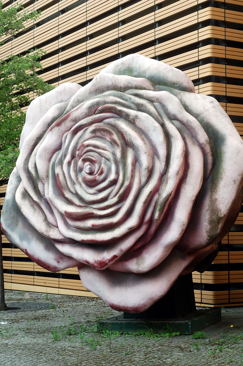 rose flower concrete free photo