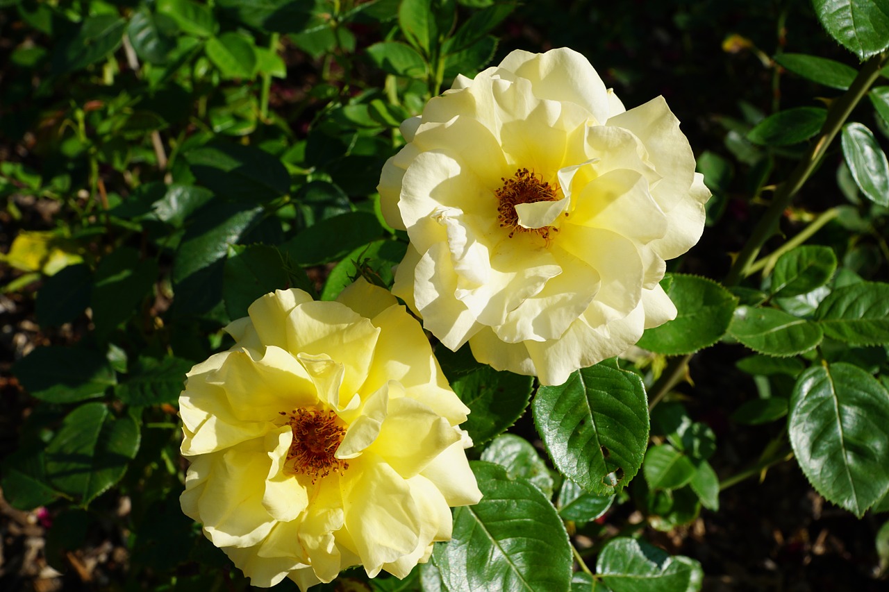 rose yellow flower free photo