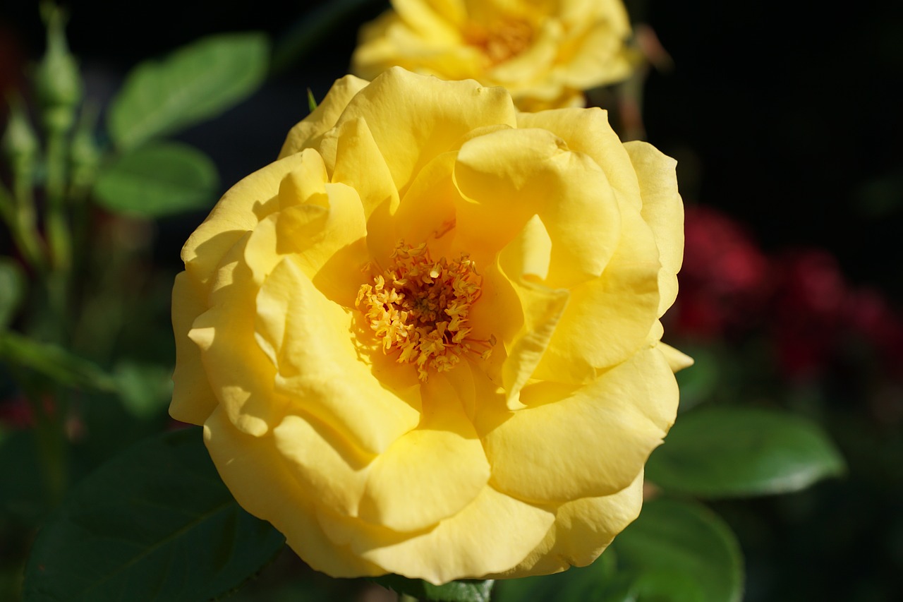 rose yellow flower free photo