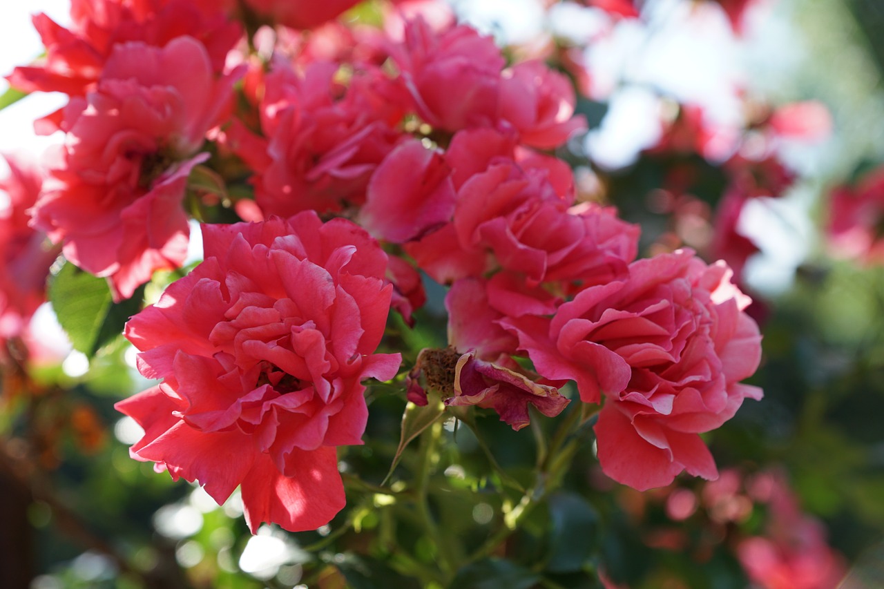 rose flower plant free photo