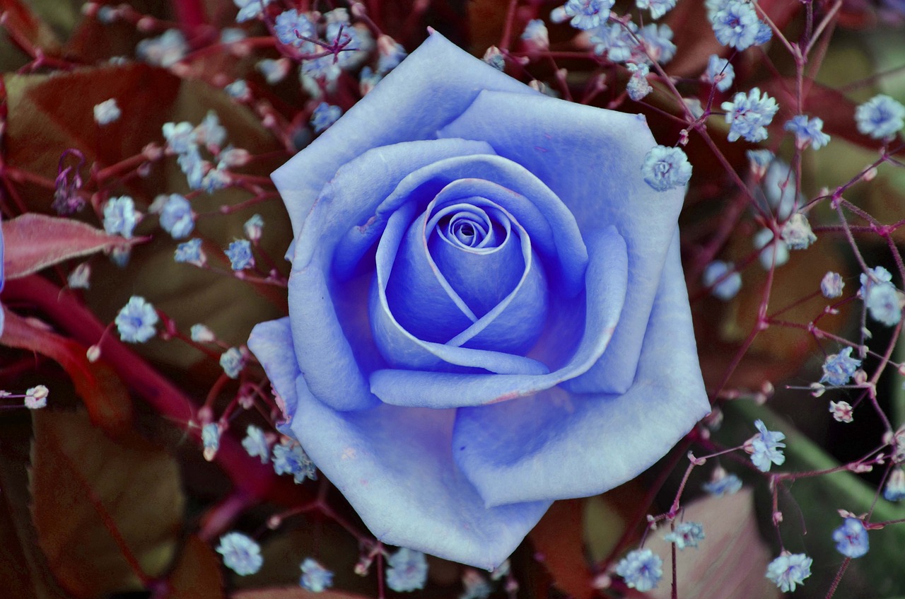 rose blue flower free photo