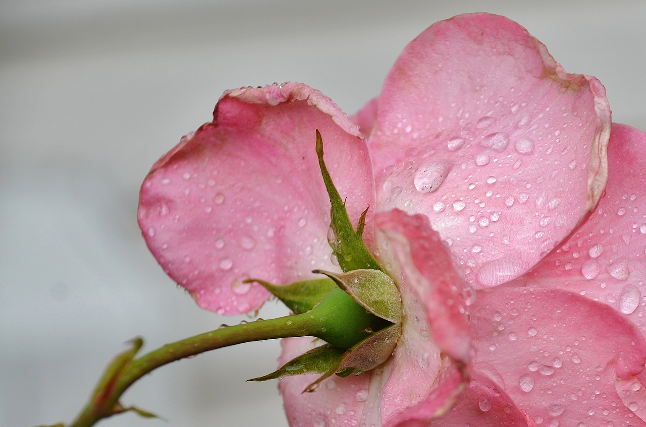 rose flower pink free photo