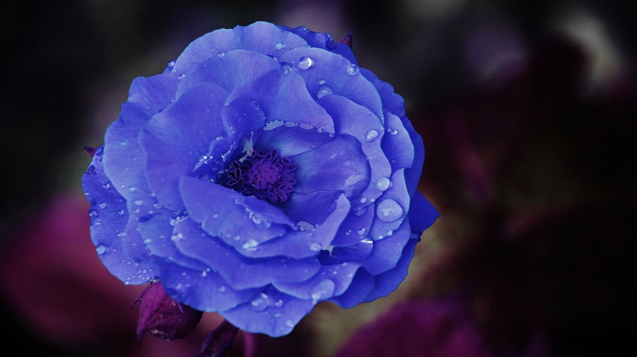 rose flower blue free photo