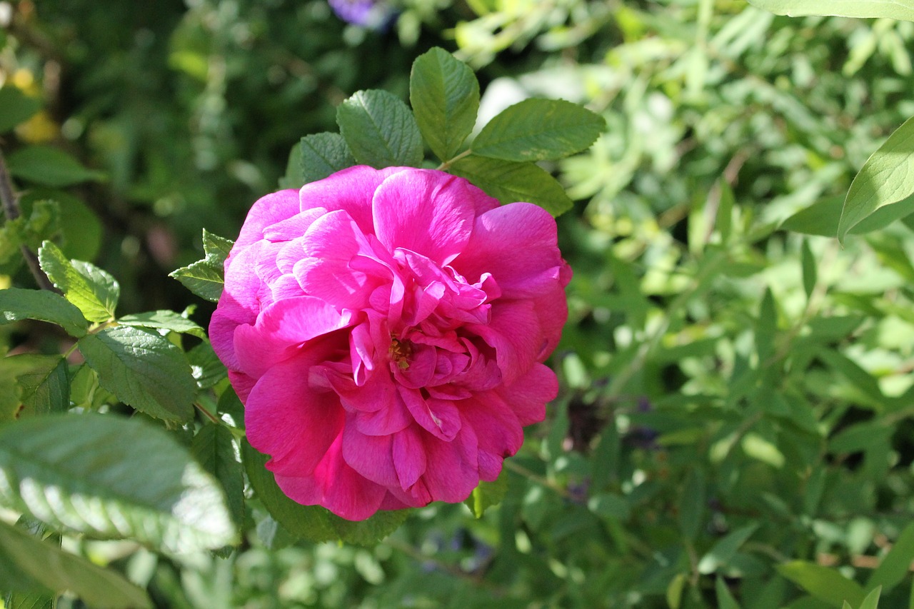 rose summer flower free photo