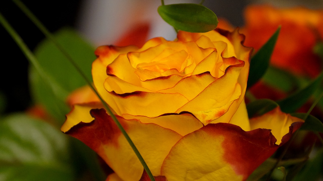 rose flower yellow free photo